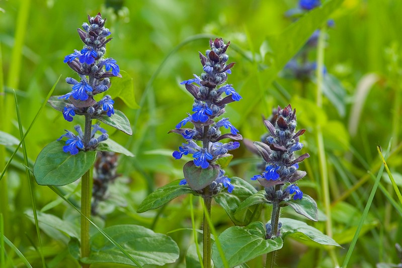 Fiori di primavera